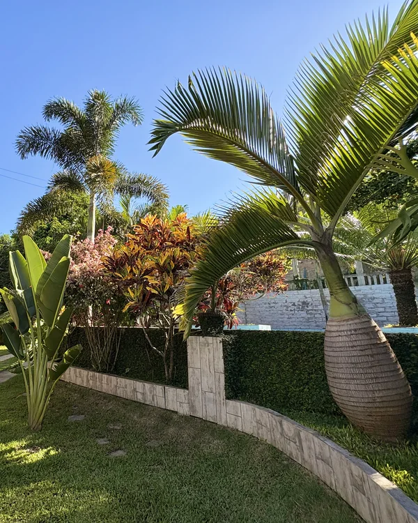 Palmeira e folhagens no jardim junto à área da piscina.